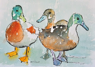 Ducks painting ink and watercolour