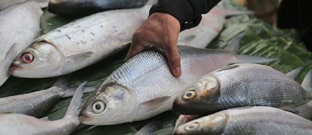 Cara Budidaya Ikan Bandeng Air Tawar Secara Singkat