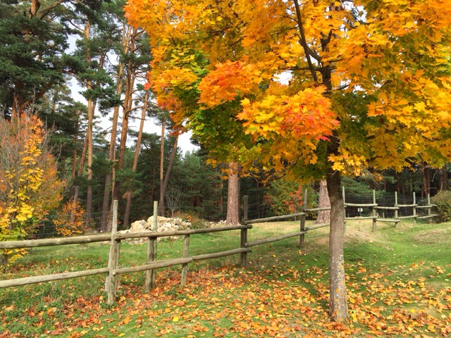 http://mediasytintas.blogspot.com/2015/11/la-boca-del-asno.html