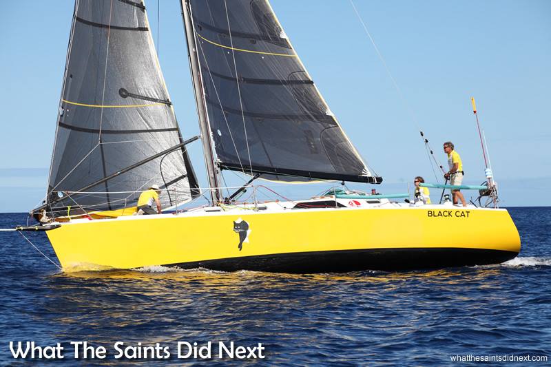 sail black cat bred 4