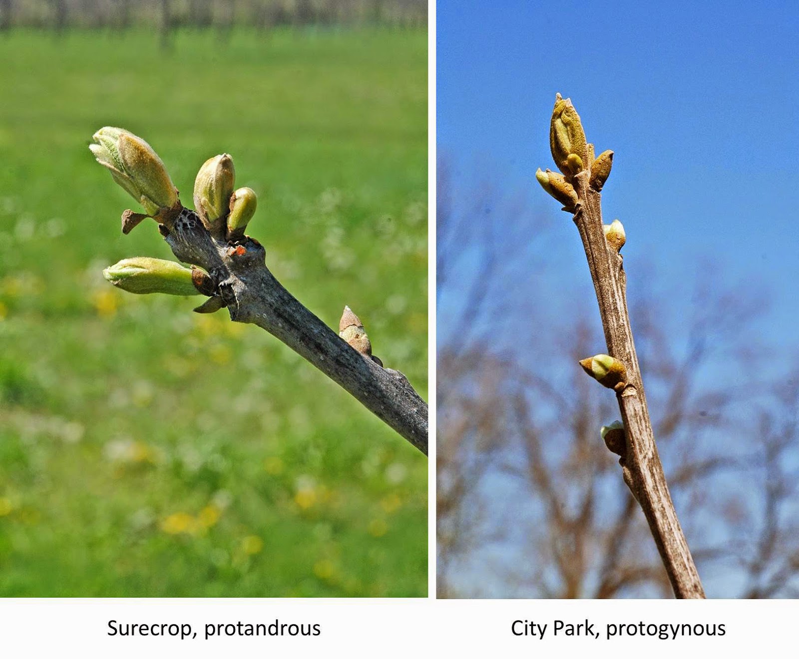 Types Of Flower Buds