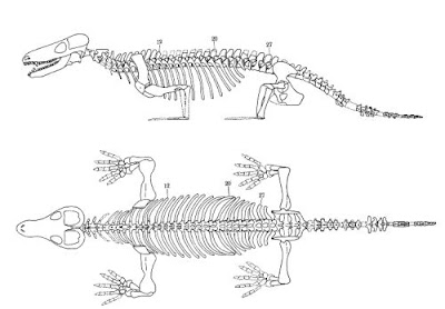 skeleteon Procynosuchus