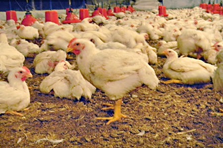 poultry production