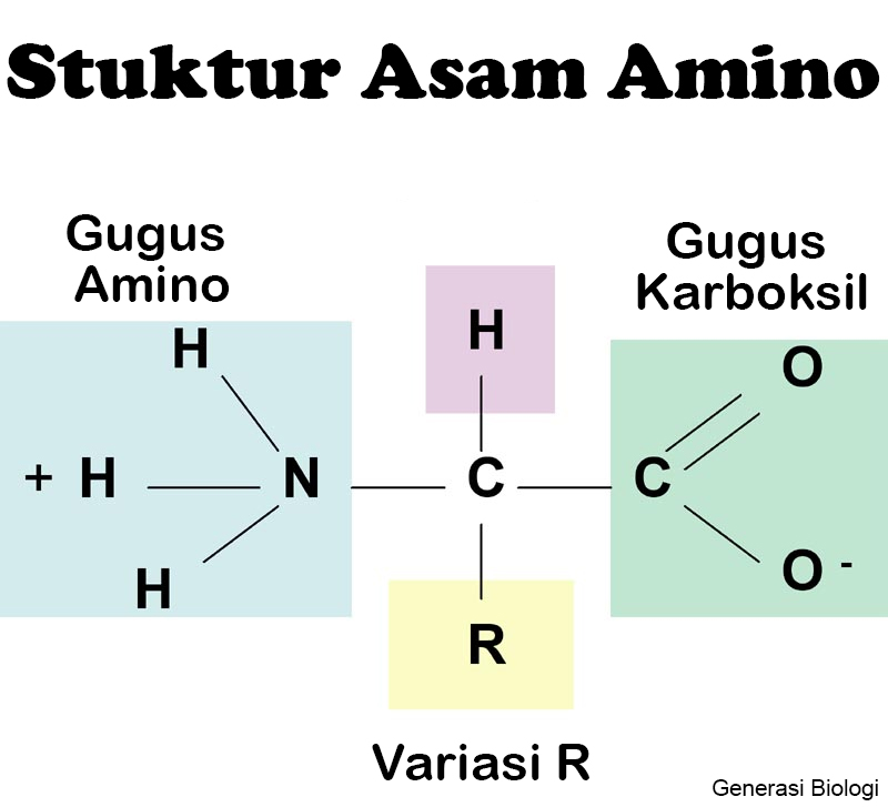 Rumus kimia asam amino pdf