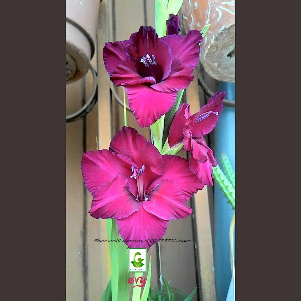 Seeds For Sale Online GLADIOLUS bulbs for sale