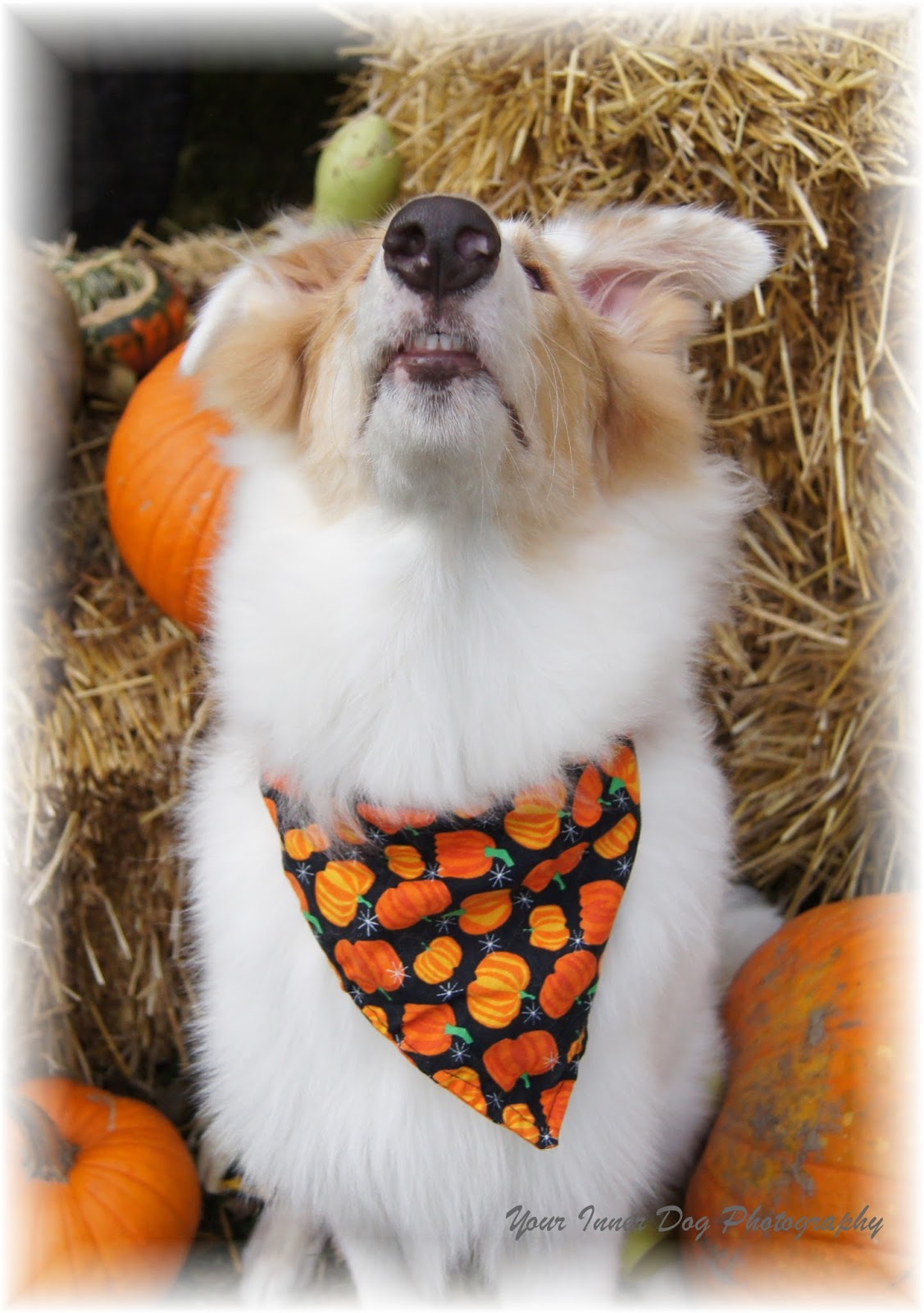 White Dog Blog Adding Scents to Help a Blind Dog?