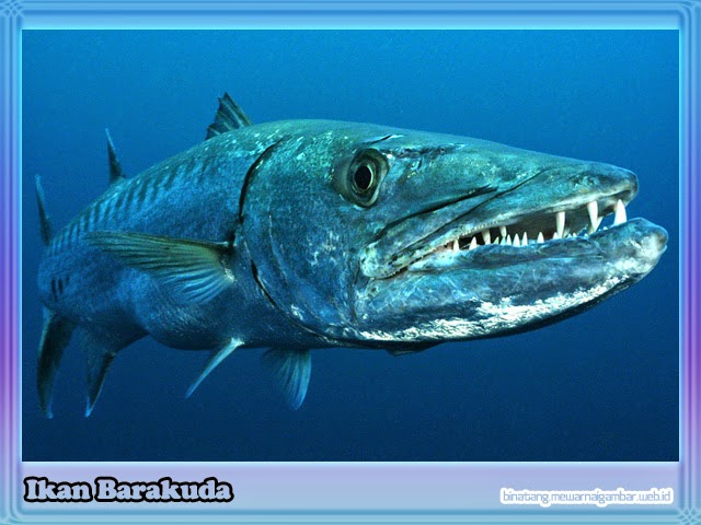 Jenis Ikan Air Payau Dan Gambarnya Beserta Keterangannya