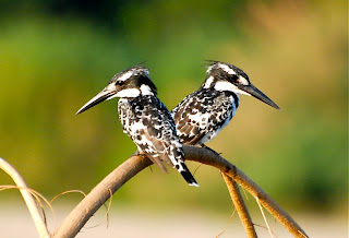 Pied Kingfishers
