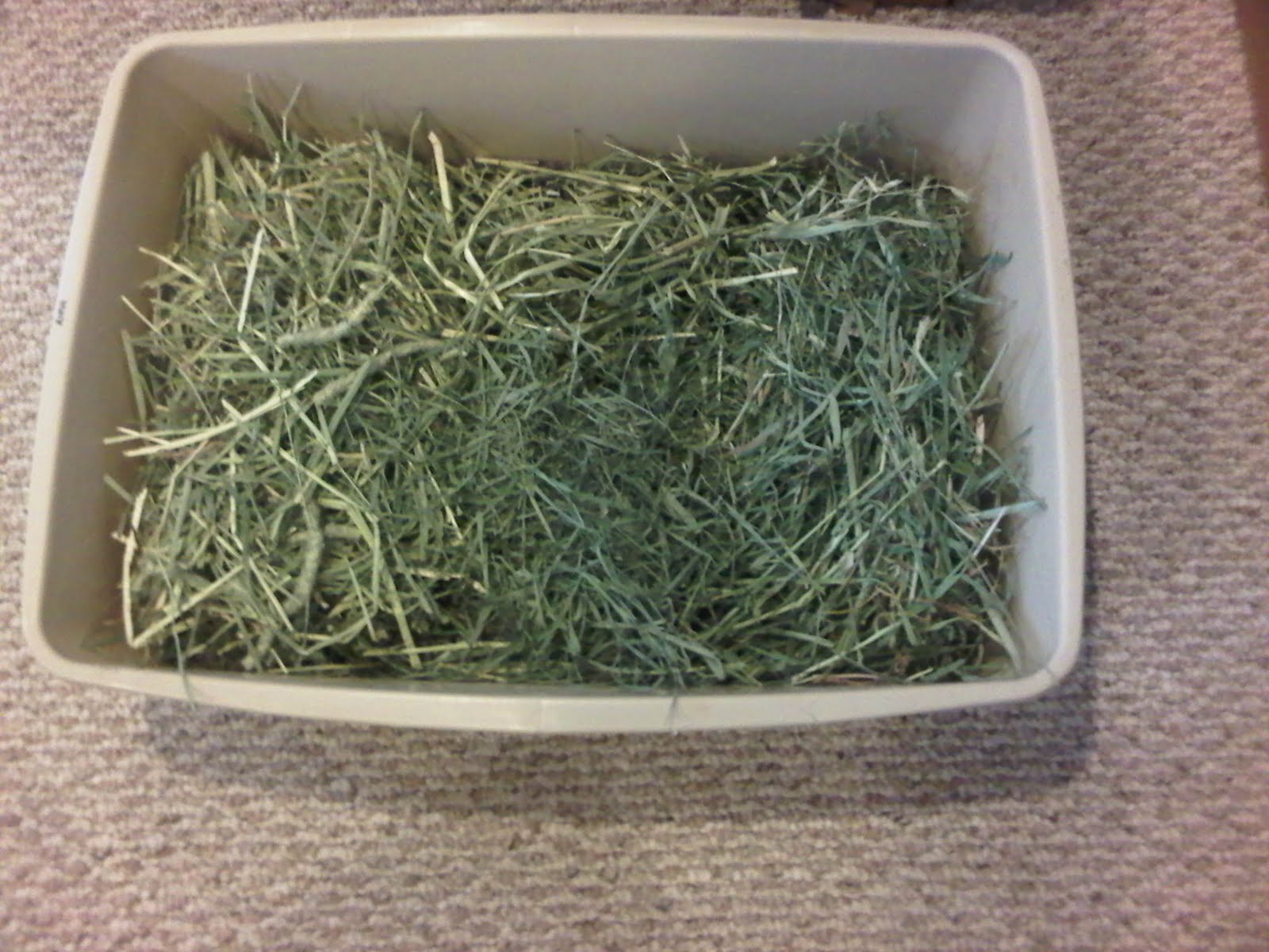 Rabbit Ramblings Bunny Care The Litter Box