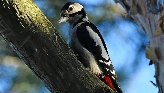 Woodpeckers have concussions of the brain