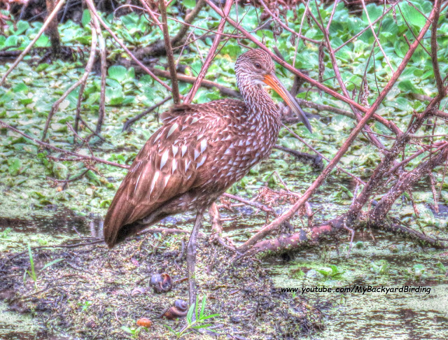 Limpkin with Apple Snails
