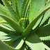 Az Aloe vera, a természet csodája