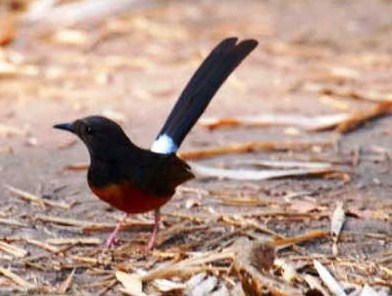 Makanan dan Nutrisi untuk Burung Murai Batu Muda Hutan