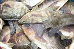 10 Umpan Mancing Nila Racikan Paling Ampuh