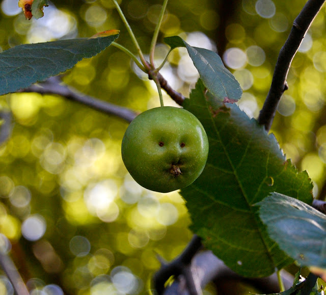 synchronizing Apple baby