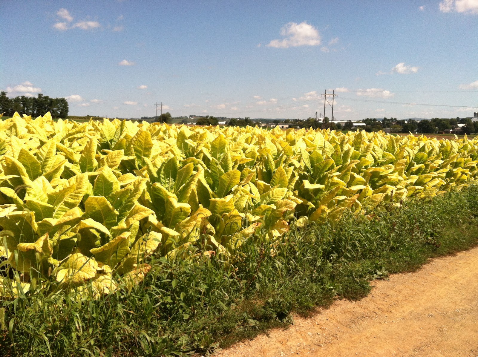 Life in the Heart of the Amish Country Growing Tobacco A Cash Crop