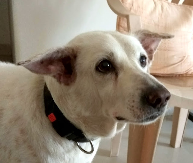 bozo dog pet sweetheart adorable mumbai india