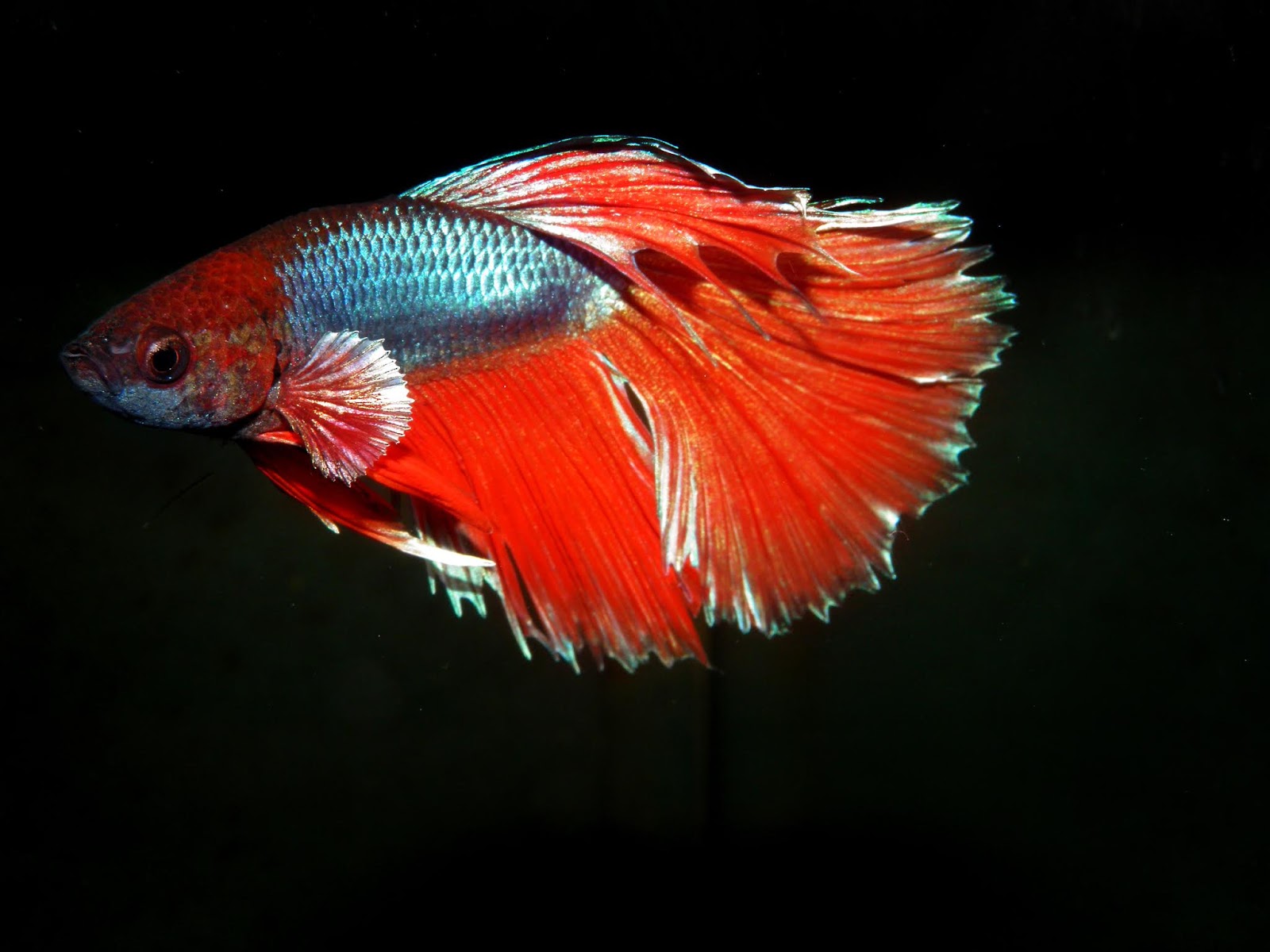BETTA FISH photos - wallpapers (ανανεωμένο) | the fun bank