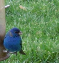 bird finch things happy