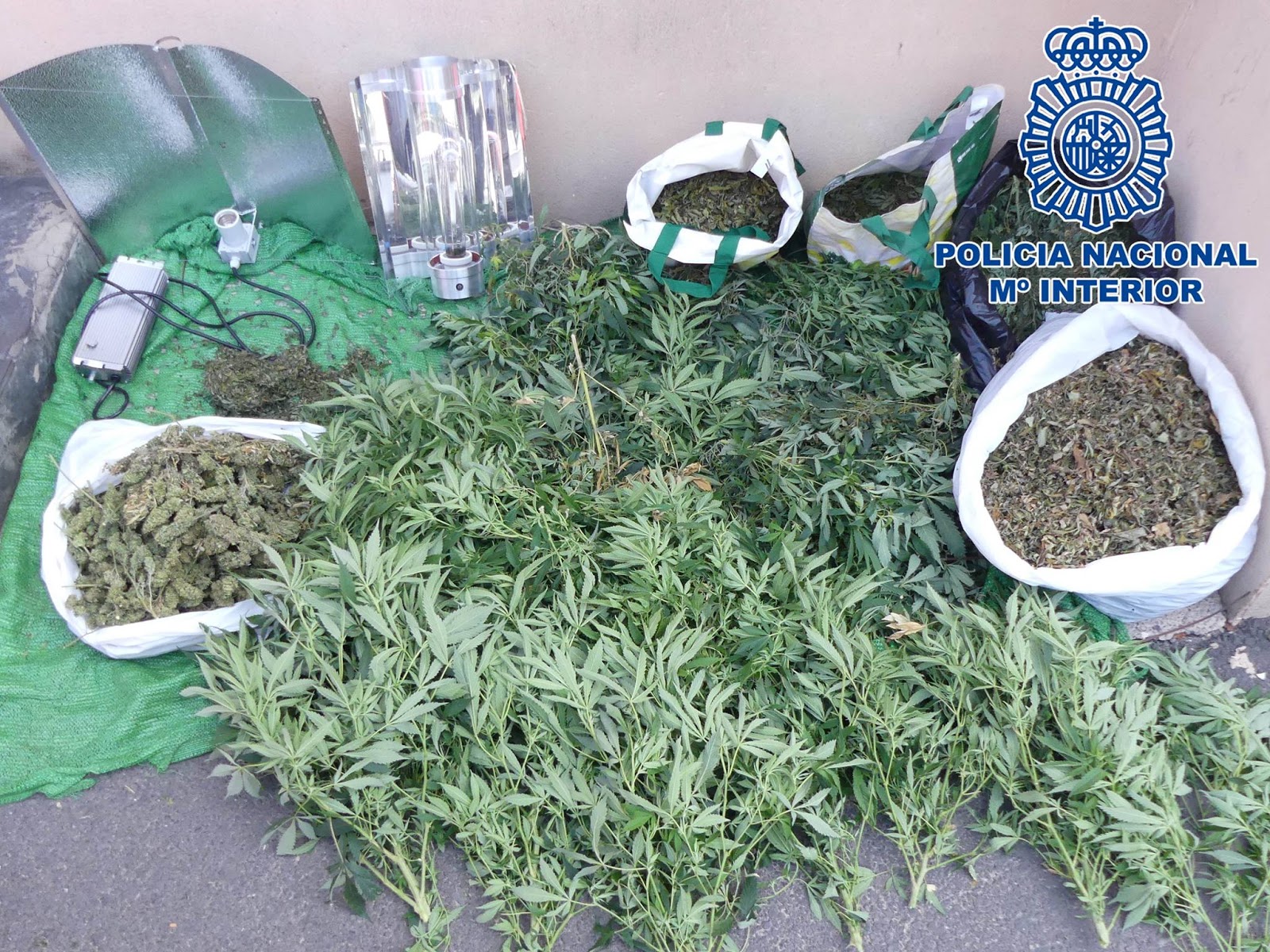 Encontraron Una Plantación De Marihuana En Un Desahucio En San Gregorio