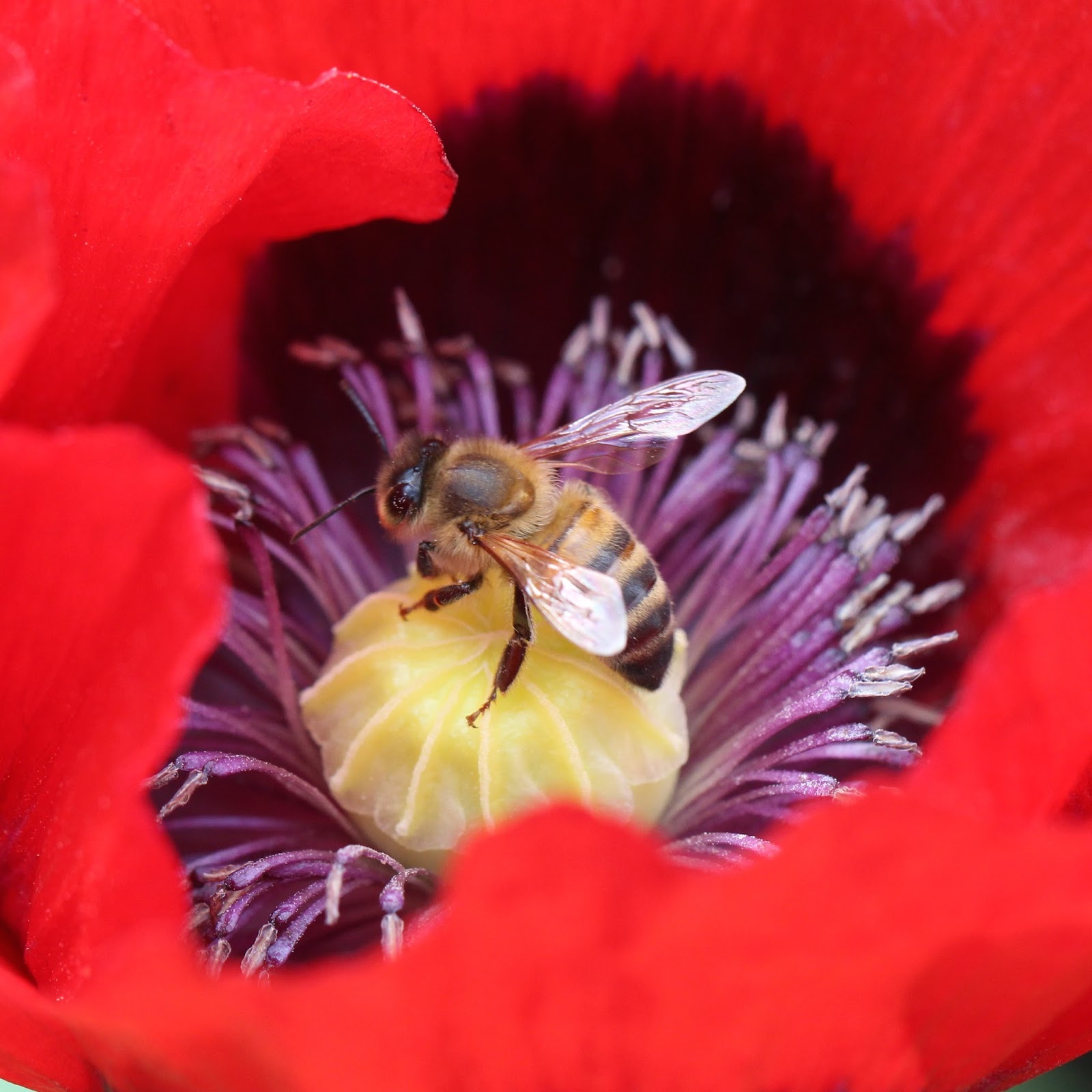 TrogTrogBlog: Black and white poppy pollen
