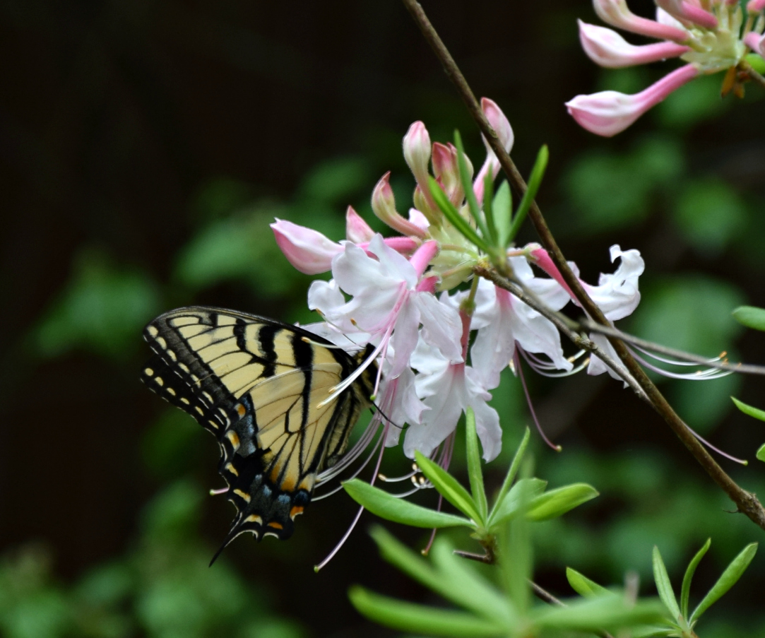 Using Native Plants Plan for Butterflies