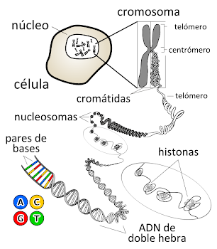 EL ADN Y LOS CROMOSOMAS