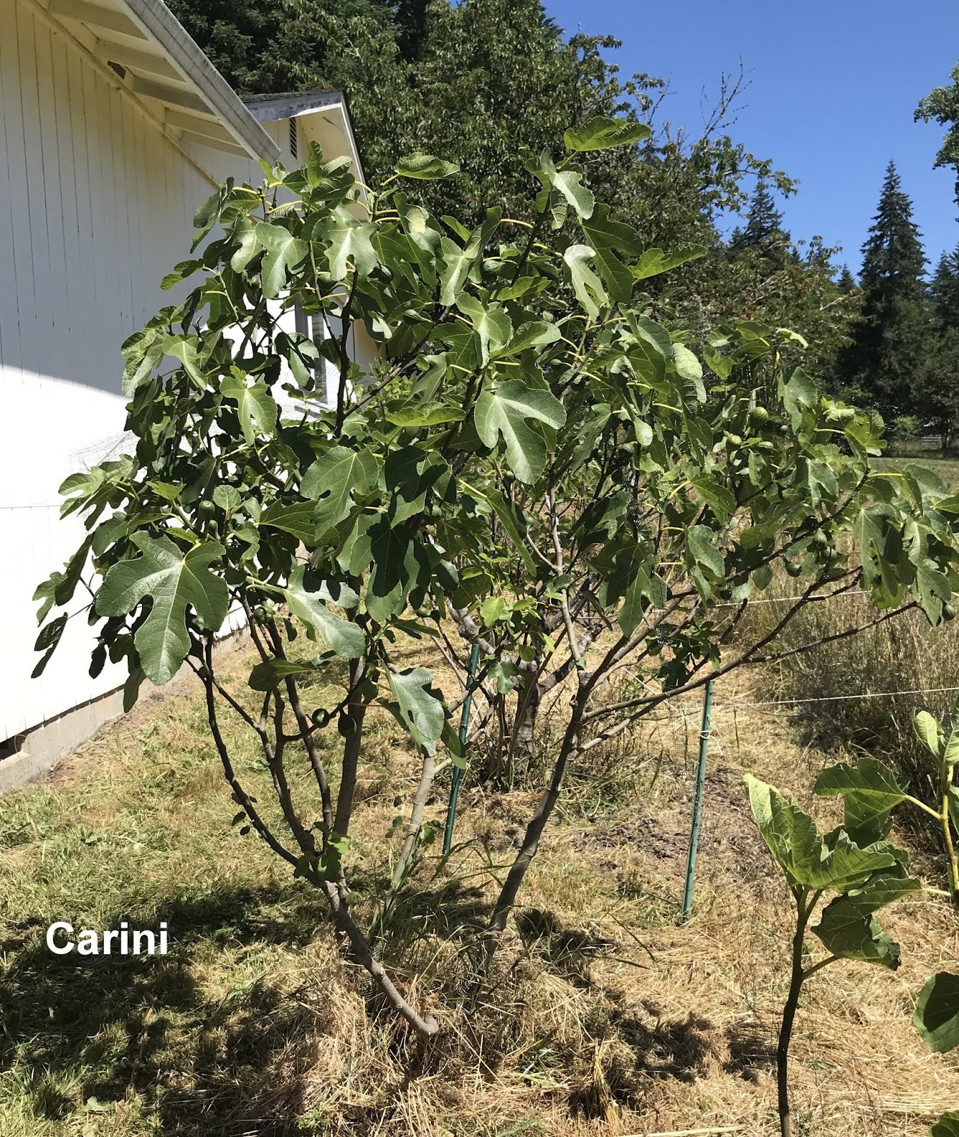 Continued, Fig Tree Progress Report 7518 Continued, Fig Tree Progress Report 7518