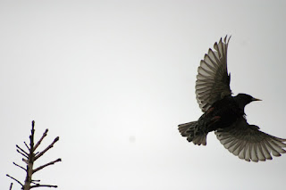 Photo of Bird in Flight by Rob Blissett