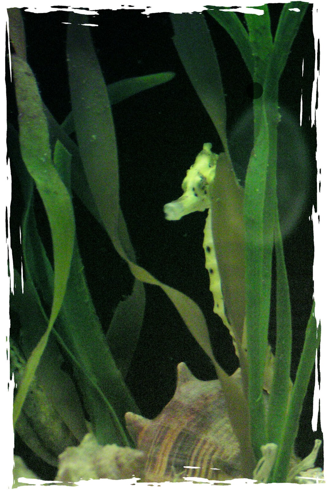 just another volunteer Sunday Selectionsat the Baltimore Aquarium