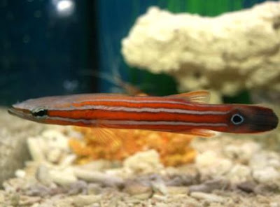 ikan hias Australian Flathead Perch ikan hias Australian Flathead Perch