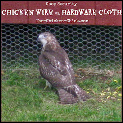 chicken hardware coop cloth wire security vs keeping chick chickens predators coops safe difference between keep run around way backyard