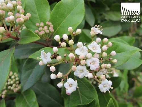 Unis Vers Nature Les Viornes Des Arbres Courants Meconnus