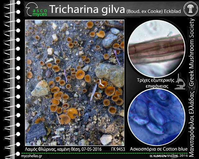 Tricharina gilva (Boud. ex Cooke) Eckblad
