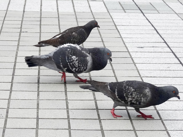 鳩,鳥,新宿駅前〈著作権フリー無料画像〉Free Stock Photos