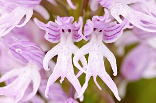 Resultado de imagen para OrquÃdea cabeza de pájaro