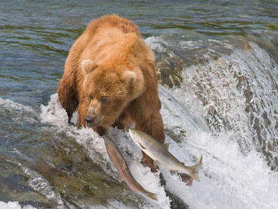 Bear Catching Fish