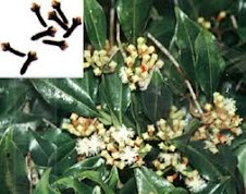 THE MIRACLE OF CLOVES AND CLOVE OIL 1