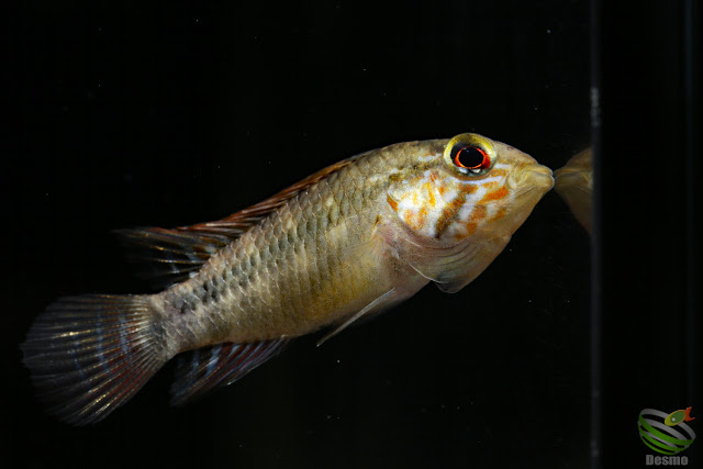 Apistogramma sp. unibrow