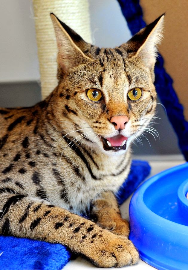 Cute Puppies and Kittens Top 5 Most Expensive Cat Breeds in the World