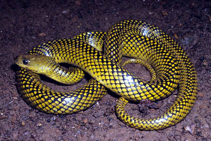 Cobra-d'Água (Liophis miliaris)