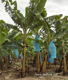 Siembran matas de plátanos reclamando la carretera Neiba-El Manguito