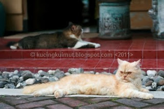 kucing kawin, proses perkawinan kucing, tanda kucing birahi