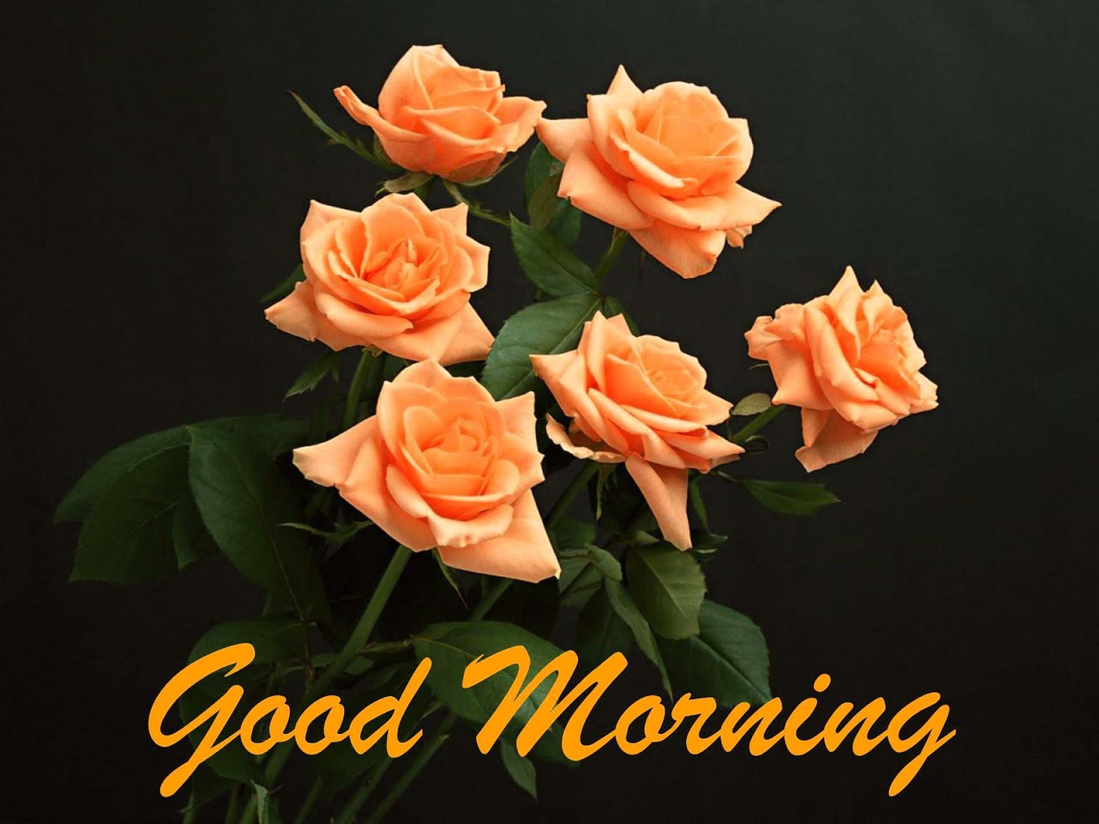 Lovely and Beautiful Good Morning Wallpapers Allfreshwallpaper