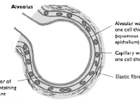 Alveoli Diagram Alveoli Diagram