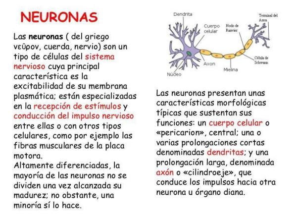 Neurona y sus partes