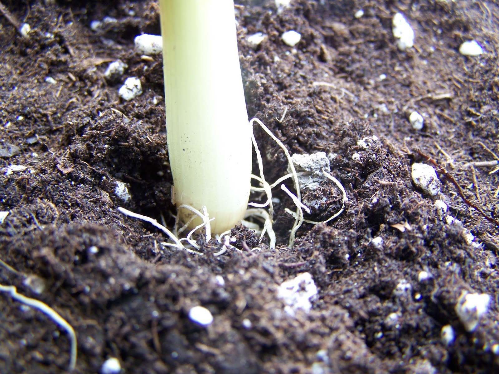 Captive Roots Planting Onions in Containers