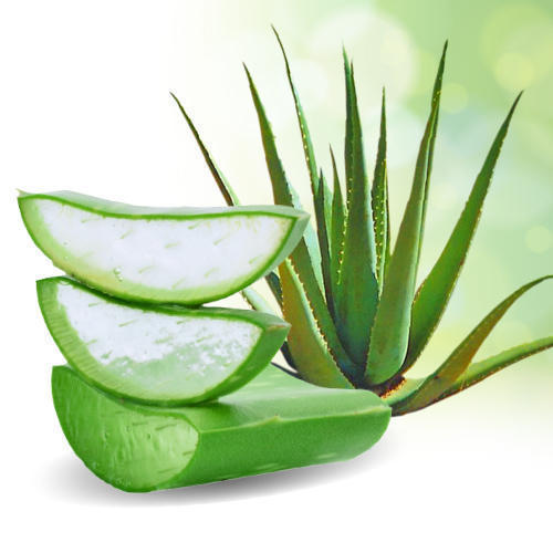 एलोवेरा के फायदे और नुकसान-Aloe Vera ( (L.) Burm.f.) Benefits And Side Effects In Hindi