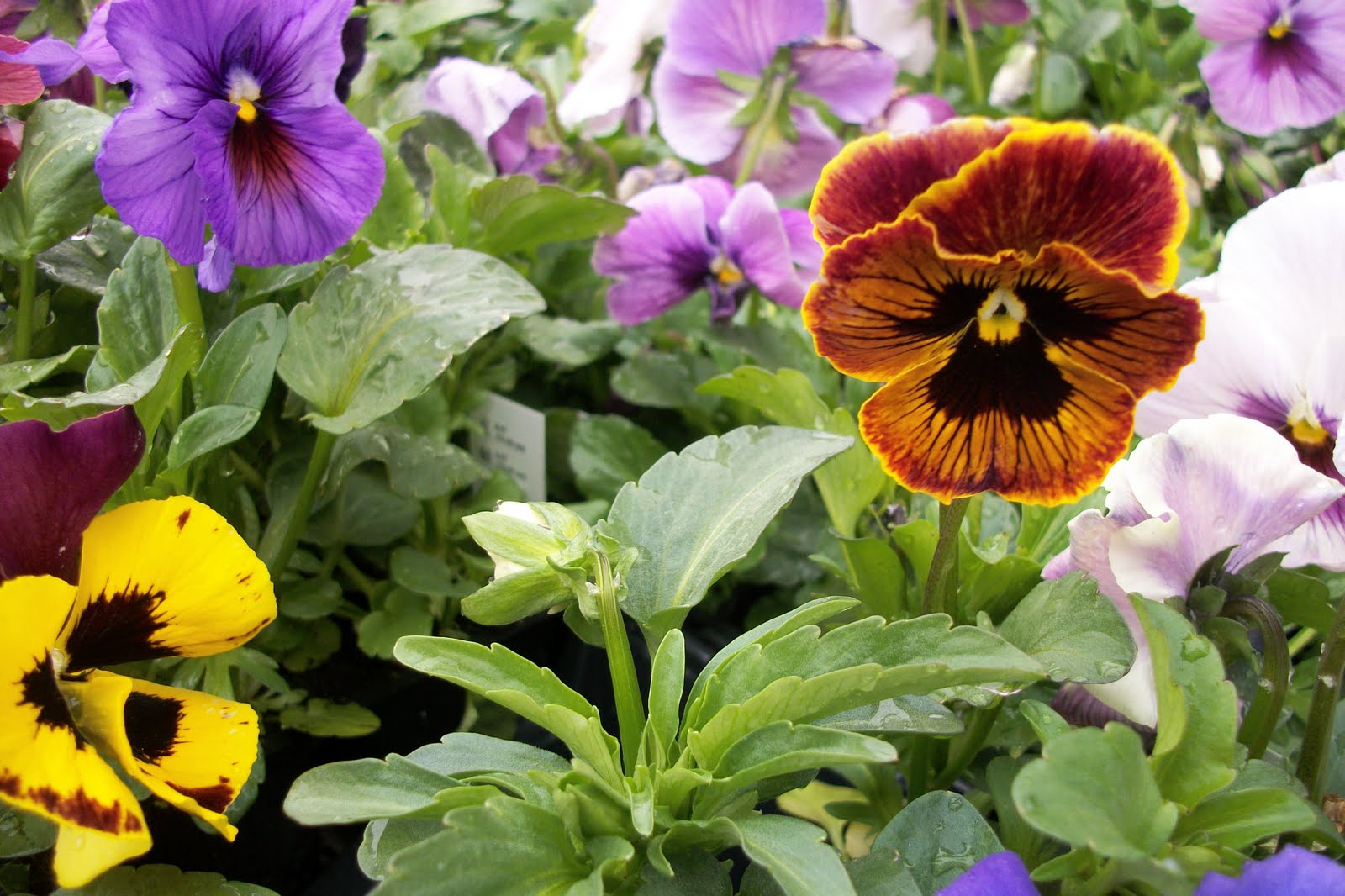 Writing Straight from the Heart: Pretty Pansies Brighten-Up Front Yard
