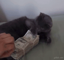 Gatos melhores pets gif gato muquirana quer todo dinheiro